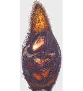species