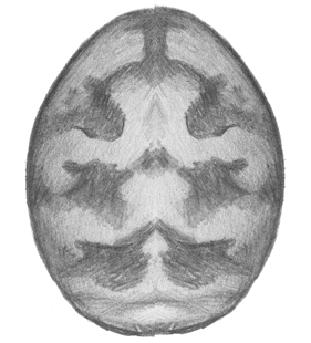 speciesimage
