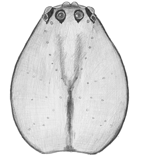 speciesimage