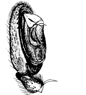 speciesimage