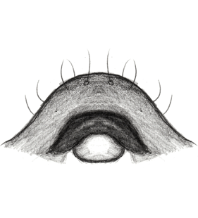 species