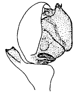 speciesimage