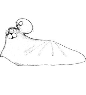 speciesimage