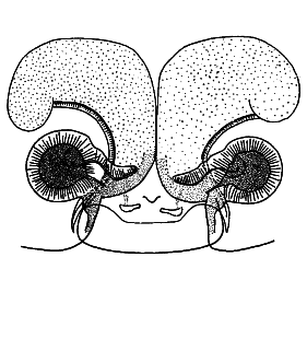 speciesimage