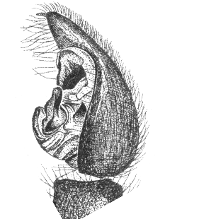 speciesimage
