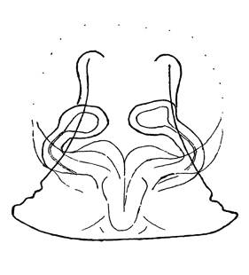 speciesimage