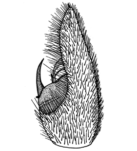 speciesimage