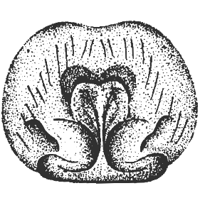 speciesimage