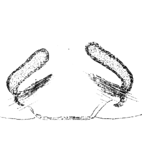 speciesimage
