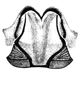speciesimage