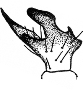 speciesimage