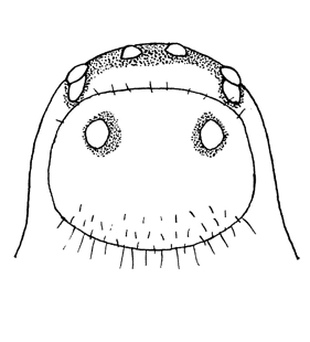 speciesimage