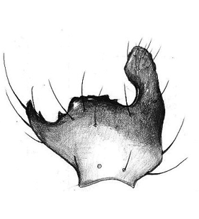 speciesimage