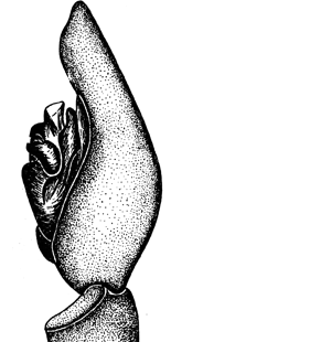 speciesimage