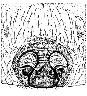 speciesimage
