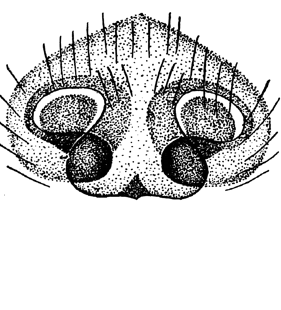 speciesimage