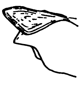speciesimage