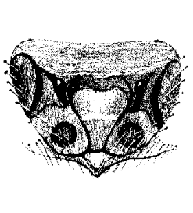 speciesimage