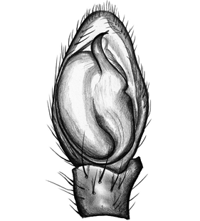speciesimage