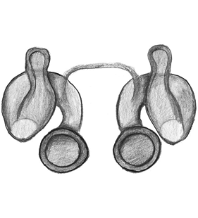 speciesimage