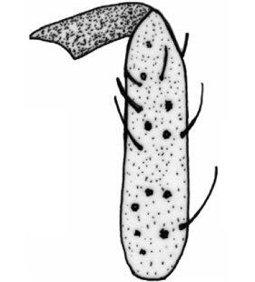 speciesimage