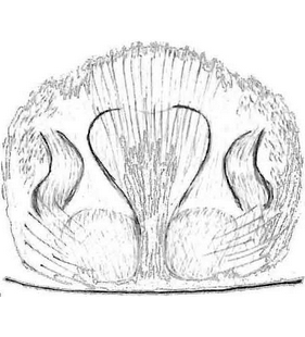 speciesimage