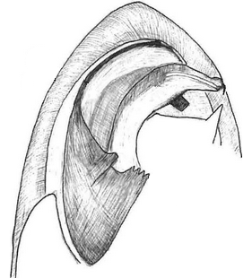 species