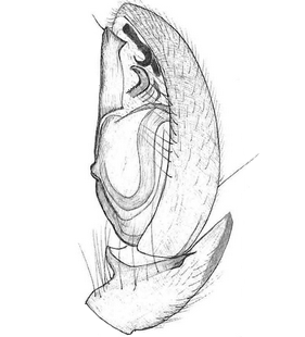 species