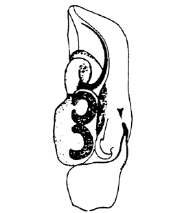 speciesimage