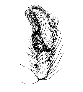 speciesimage