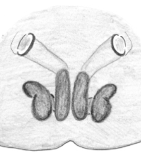 species