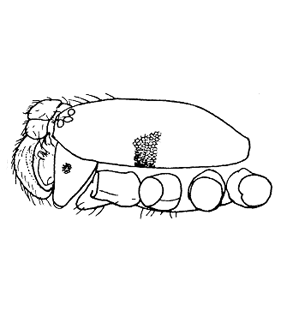 speciesimage