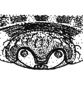 speciesimage