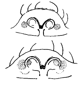 speciesimage