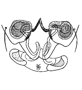 speciesimage