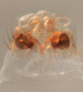 speciesimage