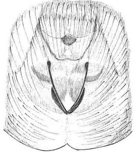 species