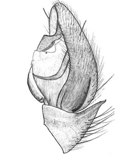 species