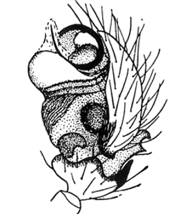 speciesimage