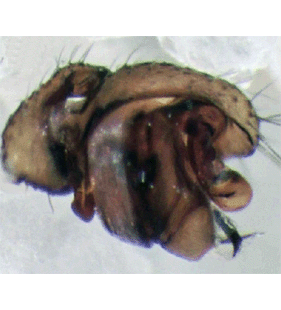 species