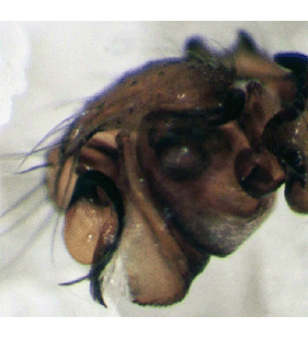species