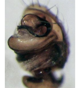 species