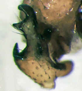 species