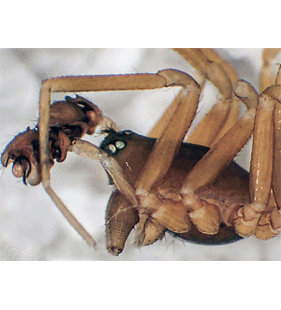 species