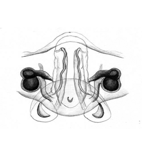 speciesimage