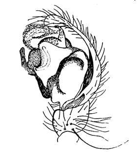 speciesimage