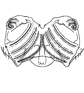 speciesimage