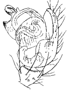 speciesimage