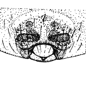speciesimage