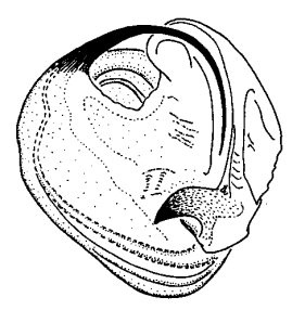 speciesimage